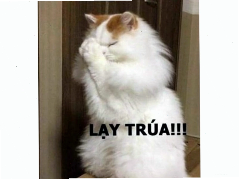 Meme mèo đang ngồi trên máy tính
