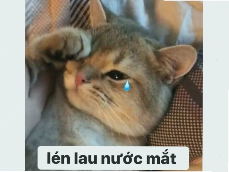 Meme mèo đang ngủ quên trên bàn phím