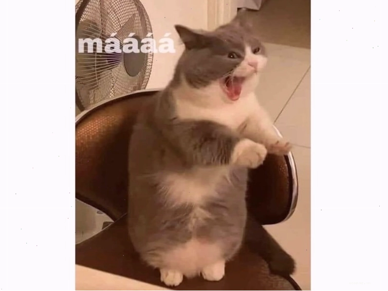 Meme mèo đang ngủ say sưa