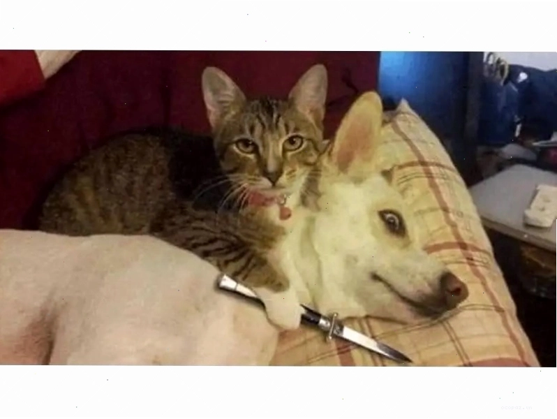 Meme mèo đang nhìn chằm chằm