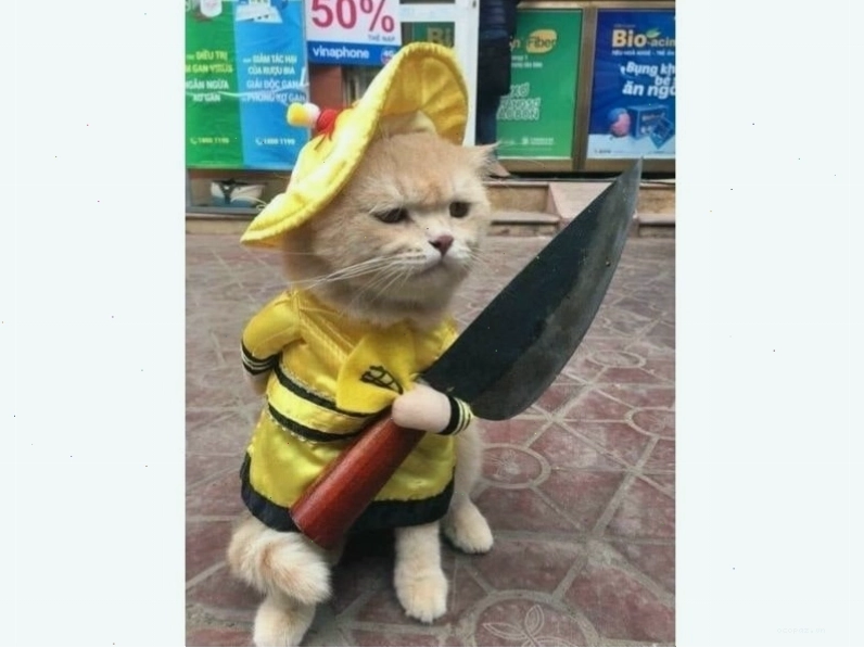 Meme mèo đón Tết với không khí vui tươi