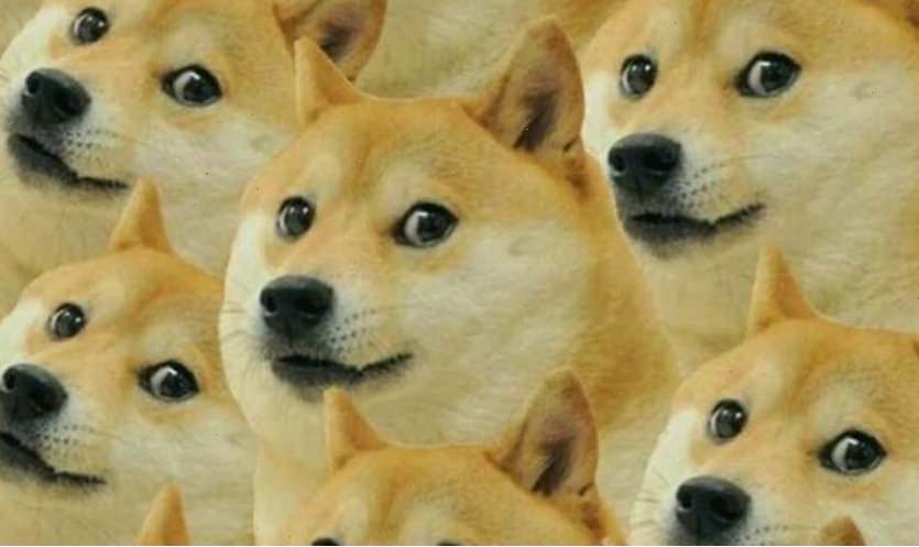 Meme mèo hài hước thể hiện sự ngộ nghĩnh