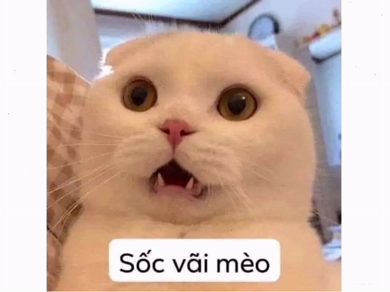 Meme mèo hài hước với tư thế ngồi kỳ lạ