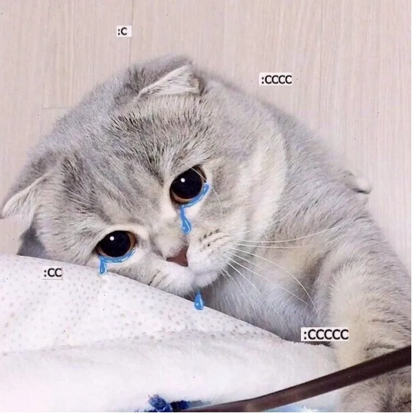 Meme mèo khóc với đôi mắt ngấn lệ buồn bã