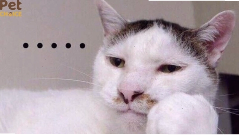 Meme mèo ngầu với ánh mắt biết tuốt