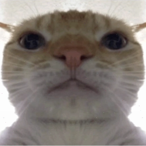 Meme mèo The Rock GIF