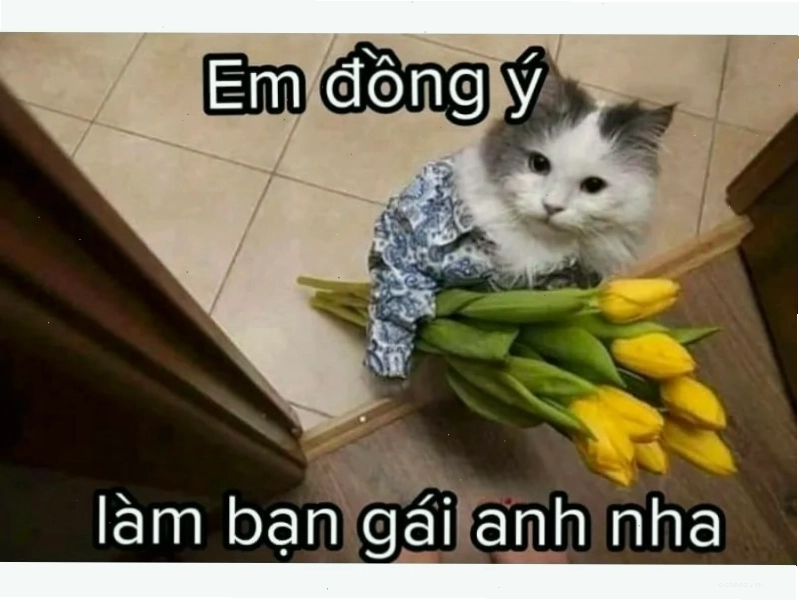 Meme mèo với ánh mắt