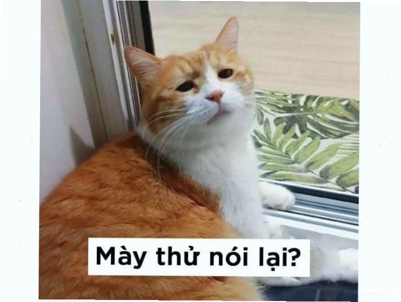 Meme mèo với biểu cảm lém lỉnh