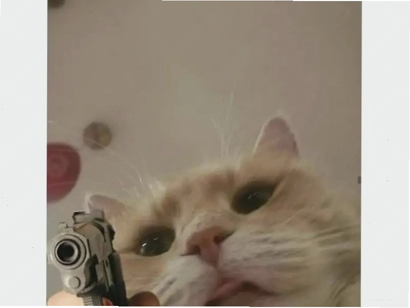 Meme mèo với biểu cảm ngạc nhiên
