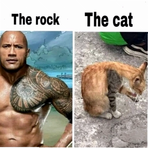Meme mèo với biểu cảm The Rock