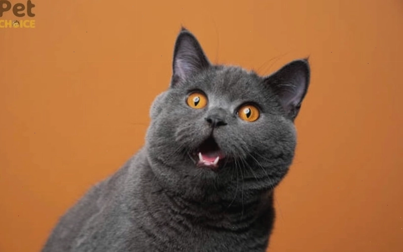 Meme mèo với caption hài hước