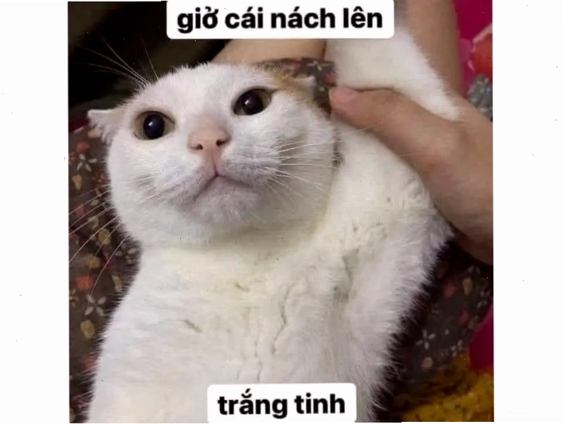 Meme mèo với chiếc bánh sinh nhật