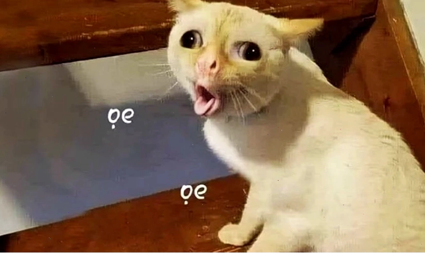 Meme mèo vui nhộn thể hiện sự hài hước