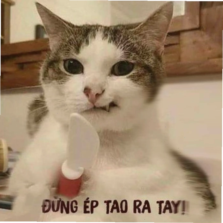 Meme tức giận của chú mèo với biểu cảm dễ thương khó đỡ