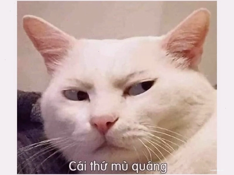 Mèo 