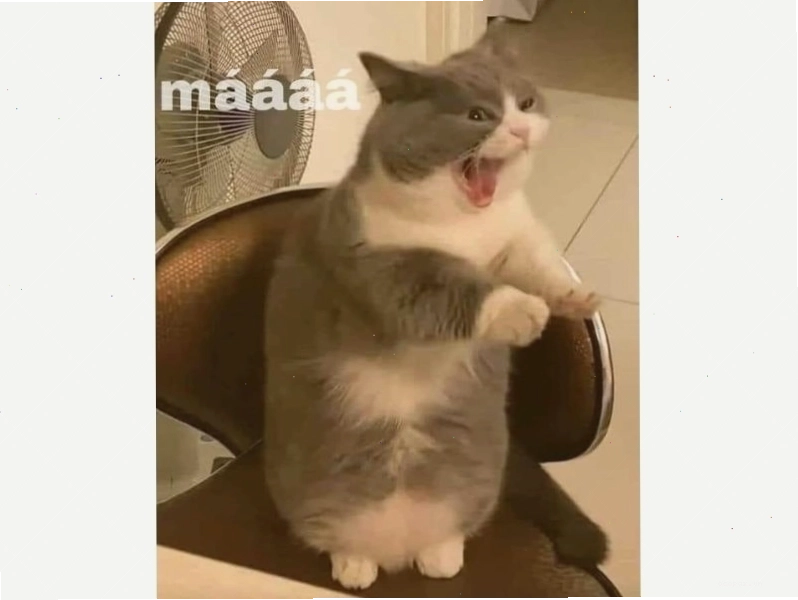 Mèo 