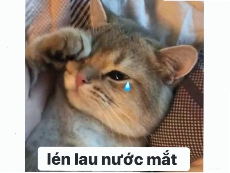 Mèo 