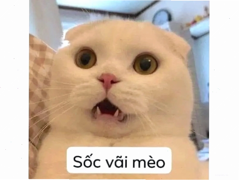 Mèo 