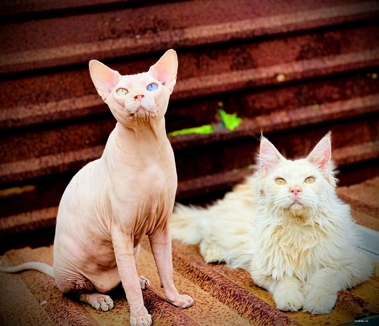 Mèo Ai Cập Sphynx màu hồng cực đẹp