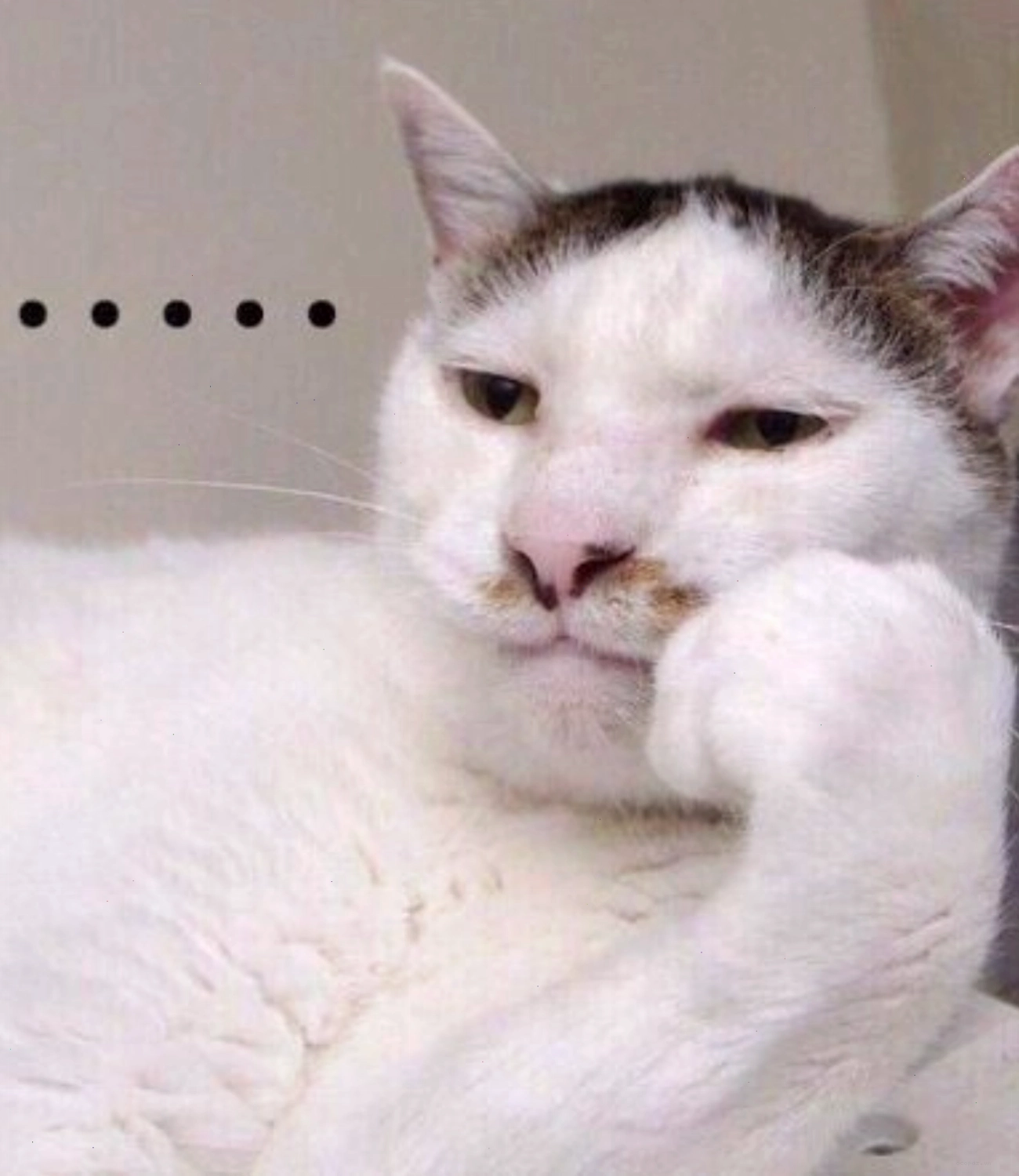 Mèo bất lực, meme mèo thả tim thể hiện sự cam chịu