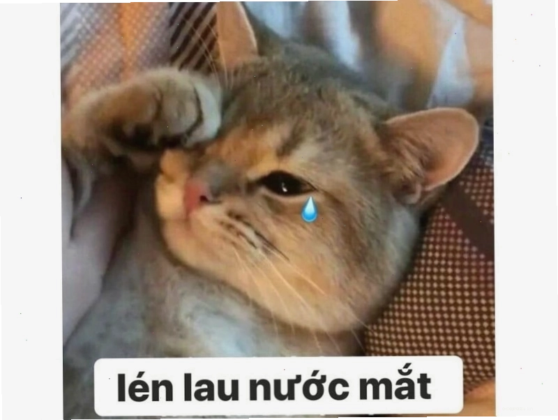 Mèo béo đang ngáp dài với vẻ mặt buồn ngủ