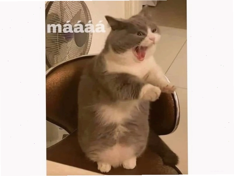 Mèo béo đang ngủ say sưa trong một chiếc hộp