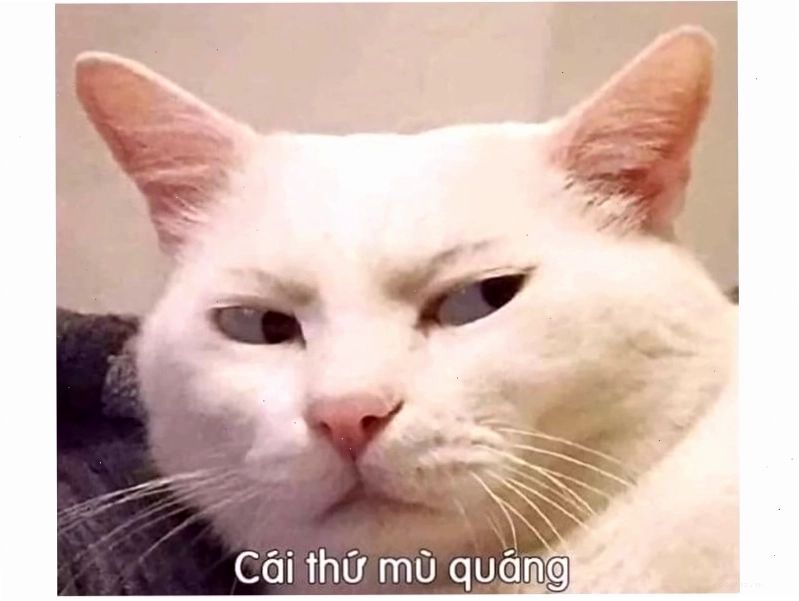 Mèo béo đang nhìn chằm chằm vào thức ăn