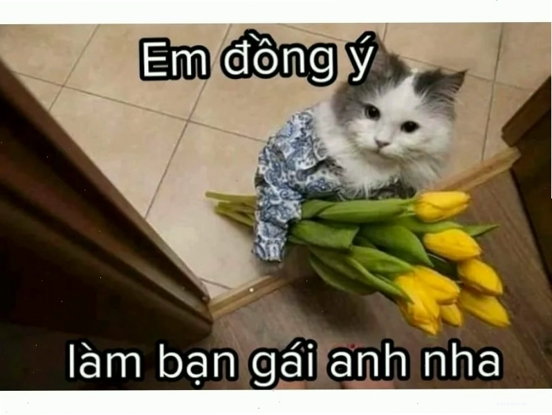Mèo béo ngồi dựa tường với vẻ mặt