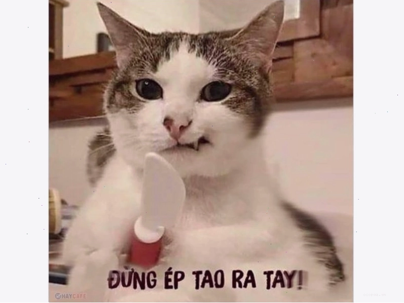 Mèo béo ngồi xổm với vẻ mặt khó hiểu
