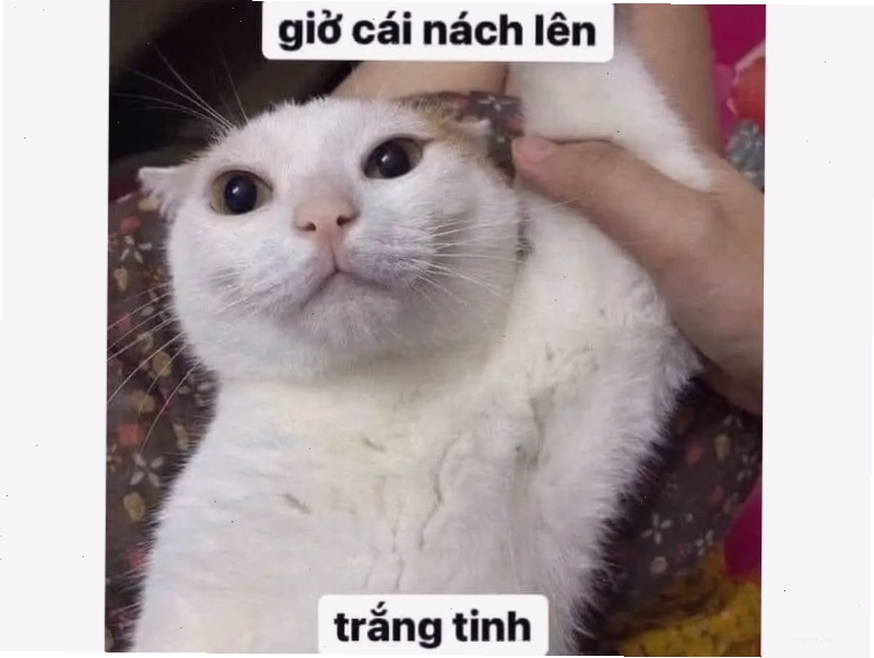 Mèo béo với đôi mắt to tròn nhìn ai đó