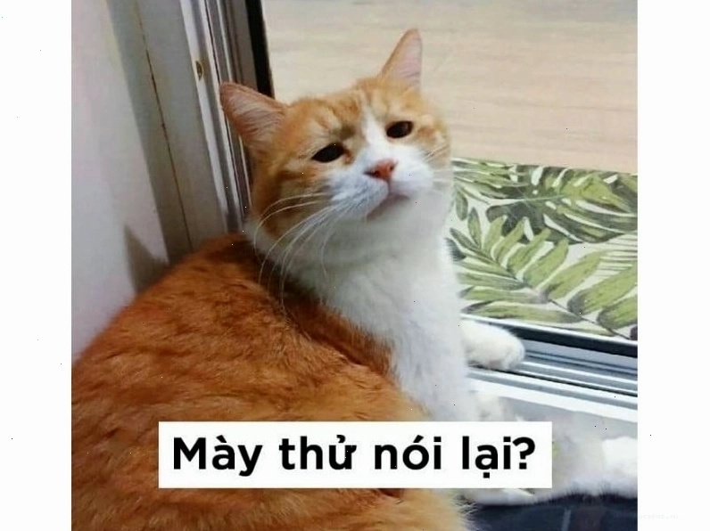 Mèo béo với khuôn mặt