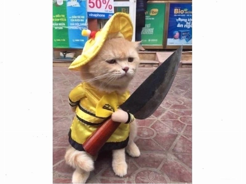 Mèo béo với vẻ mặt