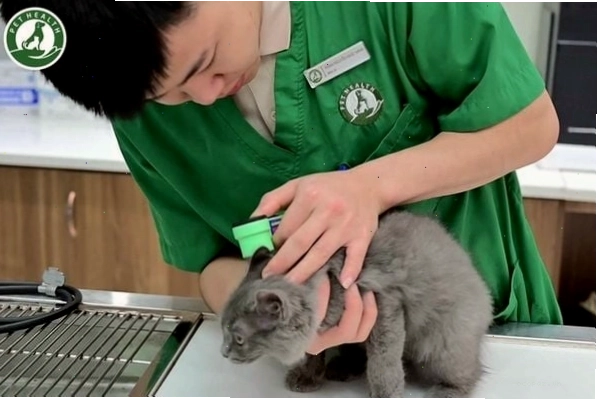 Mèo bị FIP với đôi mắt đờ đẫn, mệt mỏi