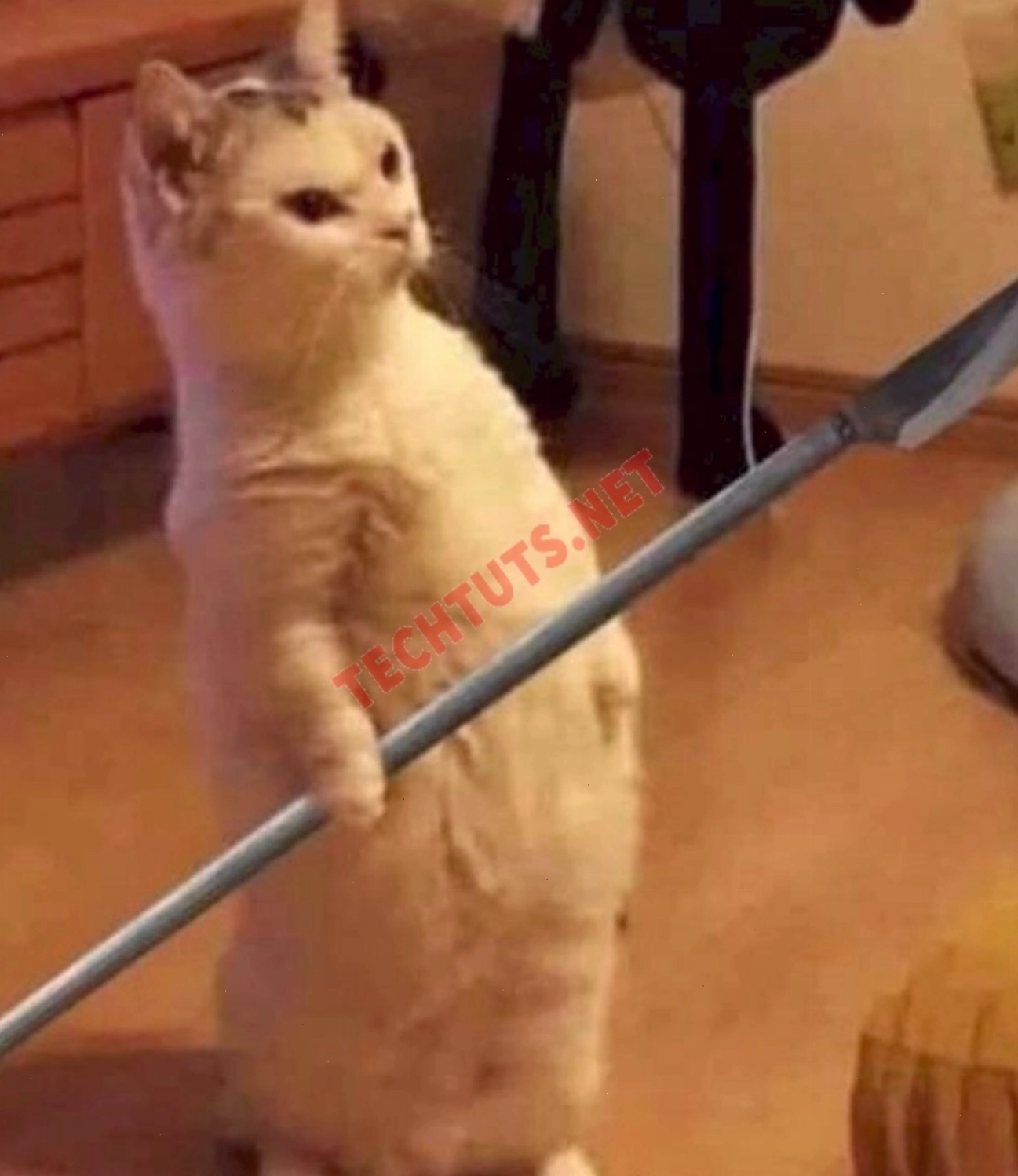 Mèo cầm dao, meme mèo thả tim đầy hăm dọa hài hước