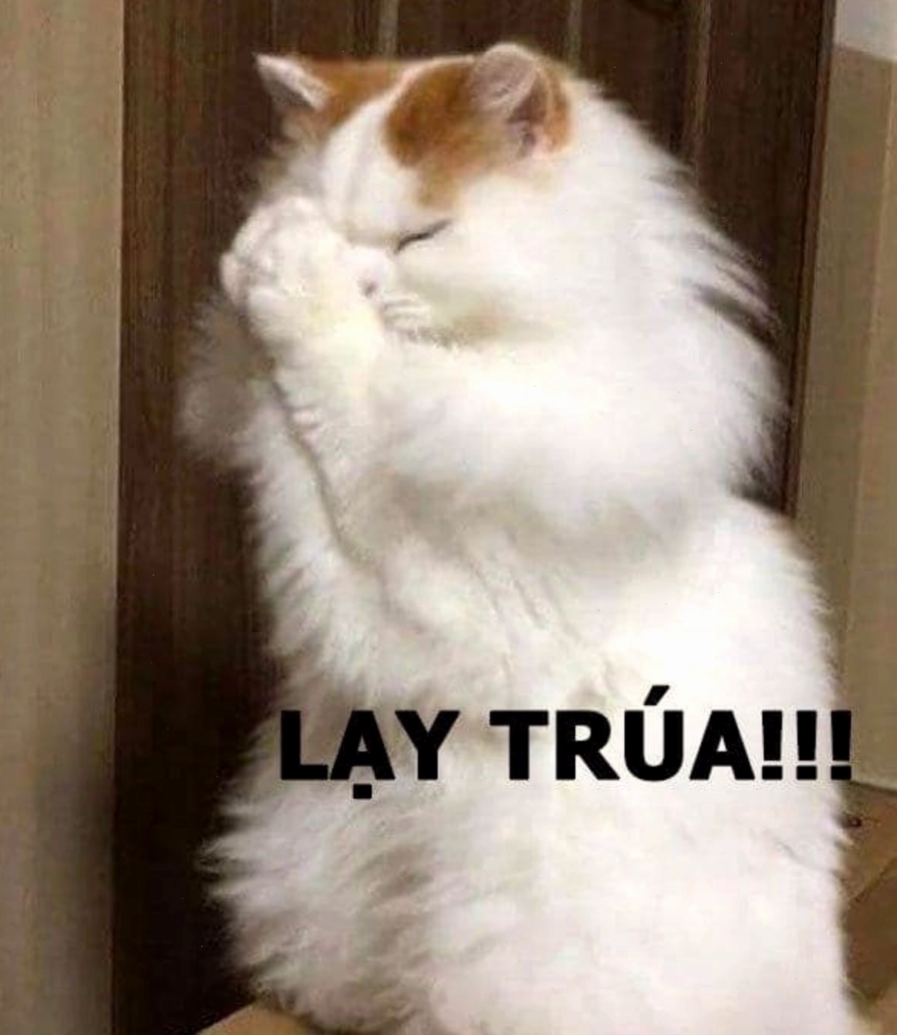 Mèo cầu trời, meme mèo thả tim đầy khẩn cầu