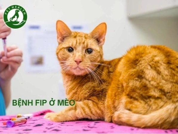 Mèo chơi đùa trong môi trường sạch sẽ, thoáng đãng