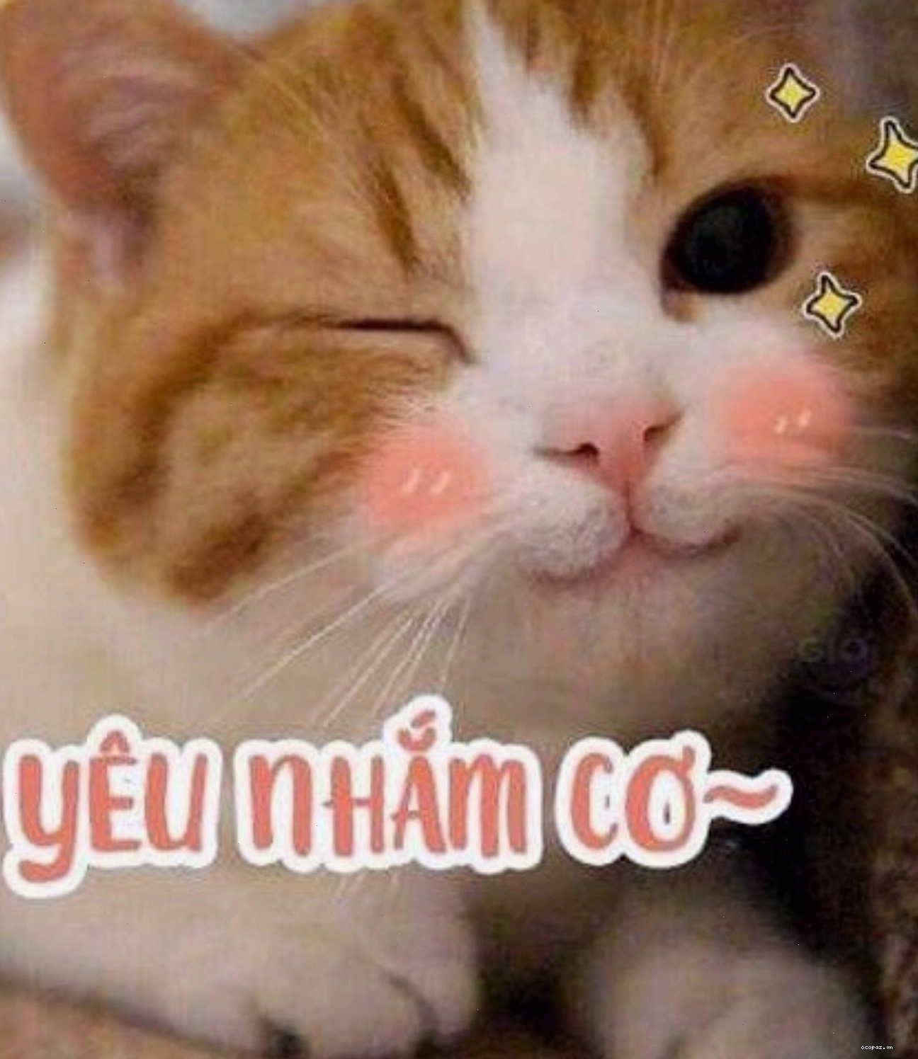 Mèo con nháy mắt cực dễ thương, biểu cảm meme thả tim