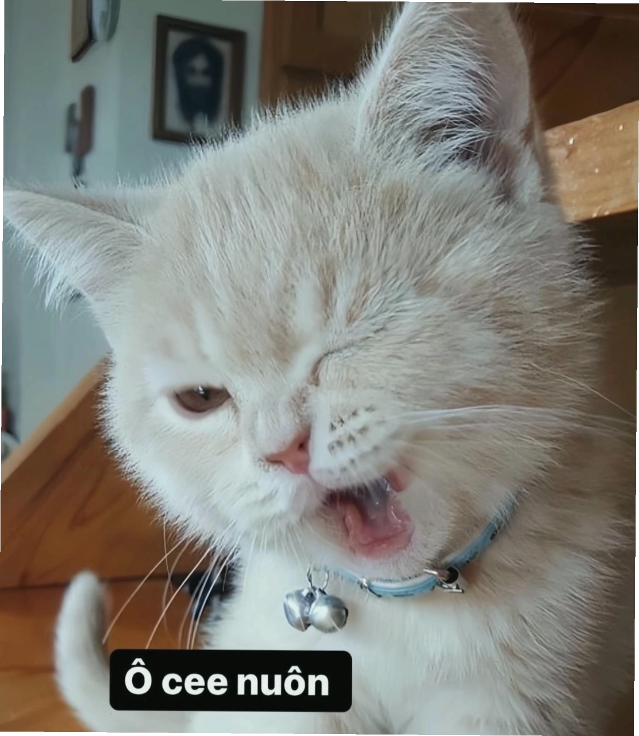 Mèo con nhí nhảnh tạo dáng, meme mèo thả tim ngọt ngào