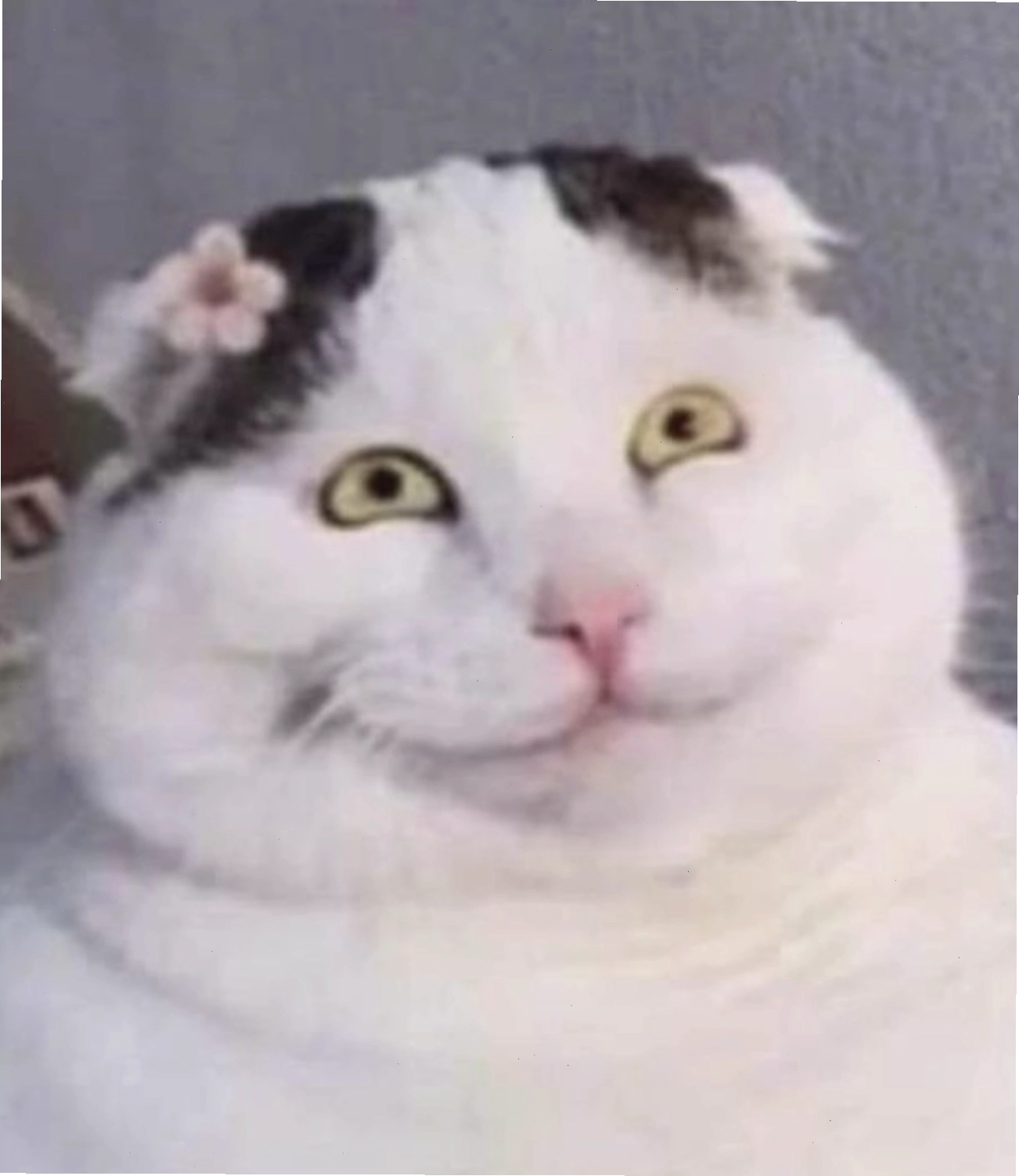 Mèo con phởn chí, meme mèo thả tim vui nhộn