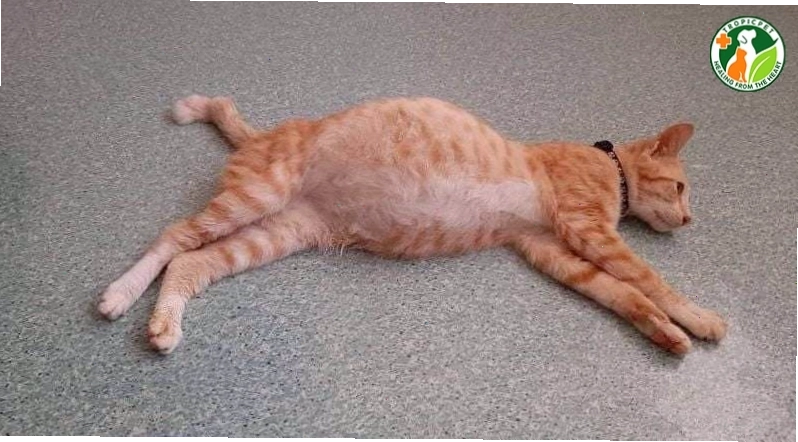 Mèo con với bụng chướng to, dấu hiệu của bệnh FIP thể ướt