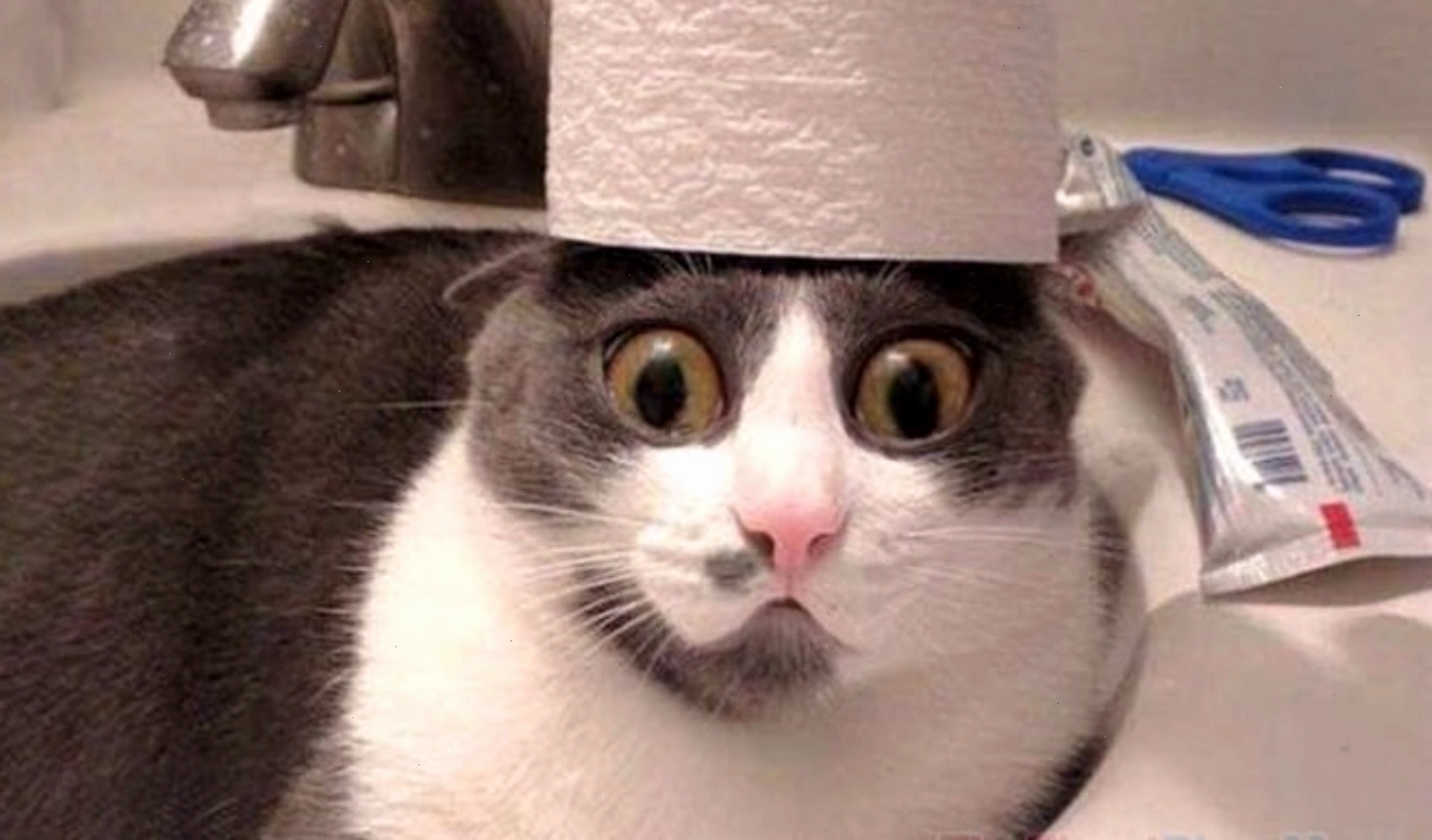 Mèo đội giấy vệ sinh, meme mèo thả tim độc đáo