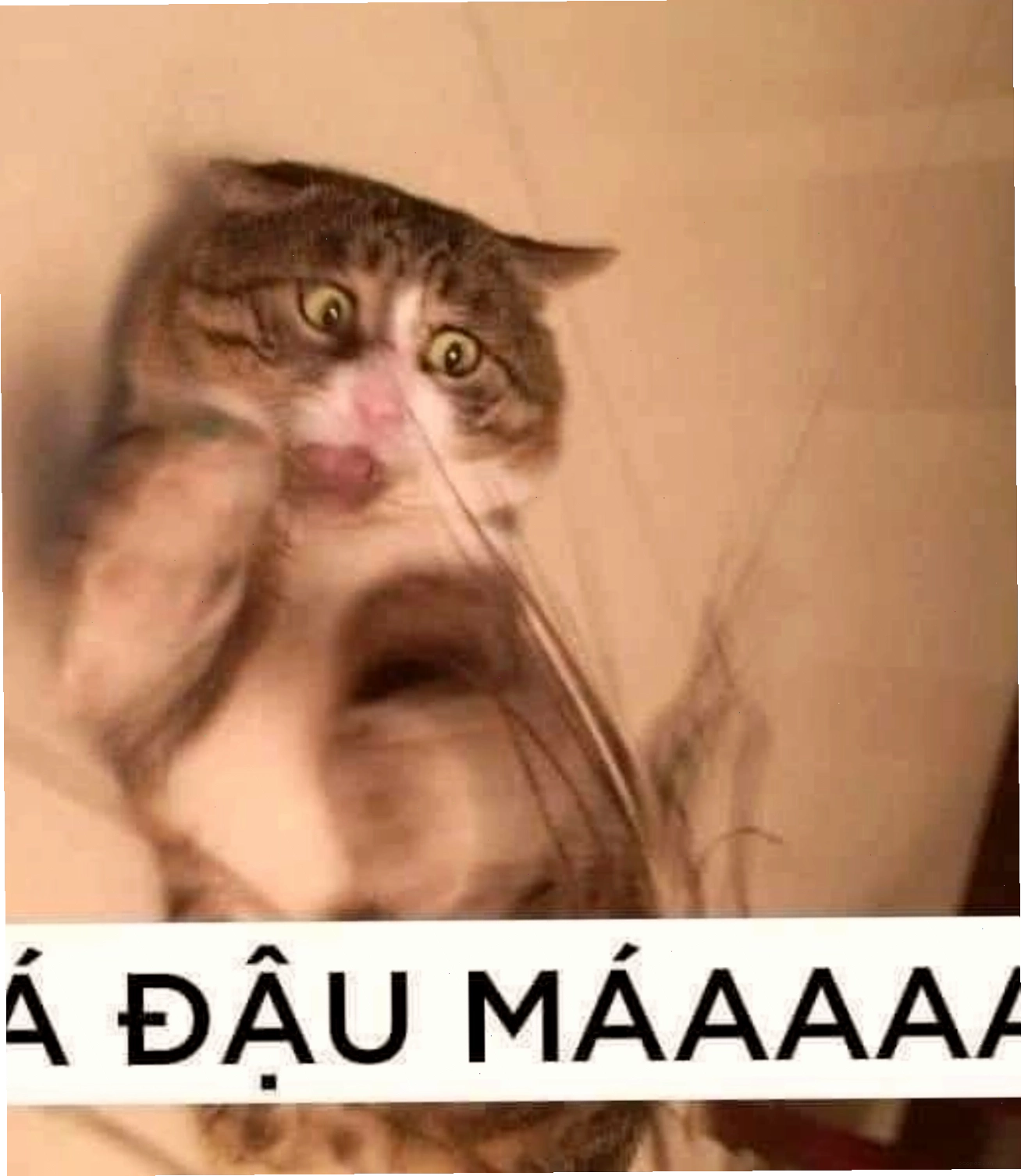 Mèo hoảng sợ, meme mèo thả tim biểu cảm cực độ