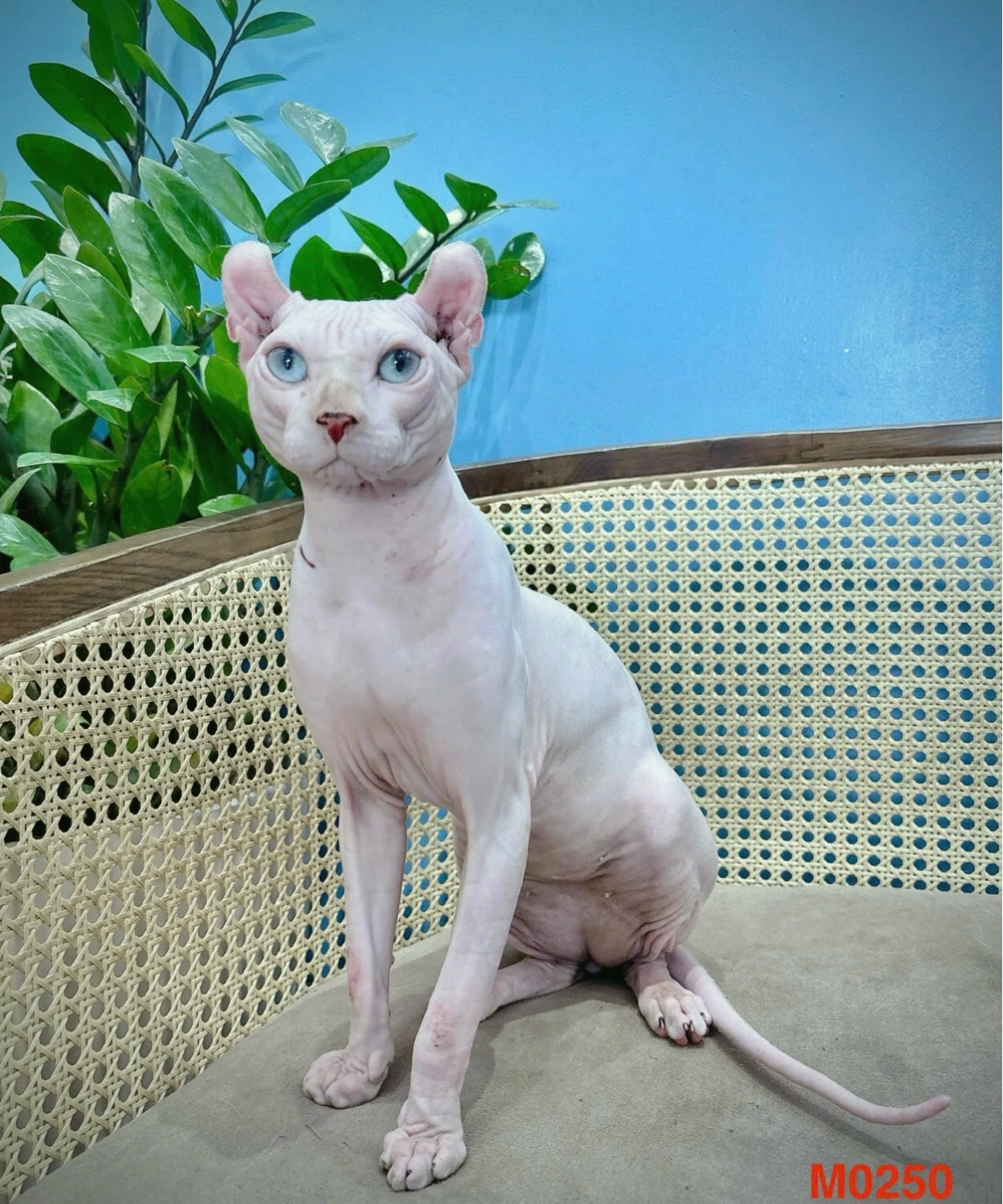 Mèo không lông trưởng thành