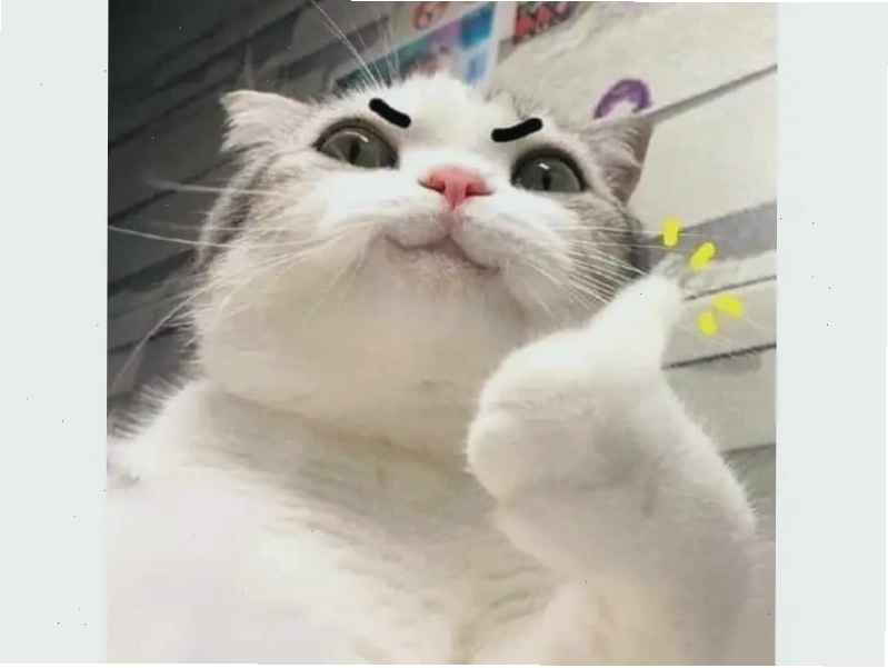 Mèo meme với biểu cảm 