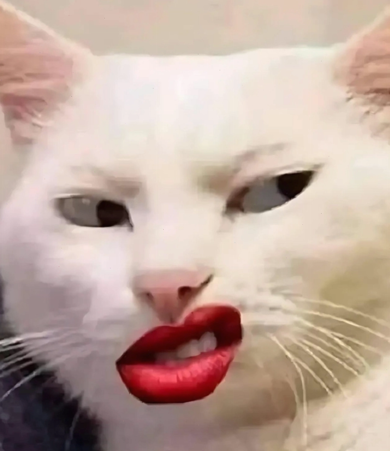 Mèo nhếch mép hài hước, meme mèo thả tim đầy cá tính