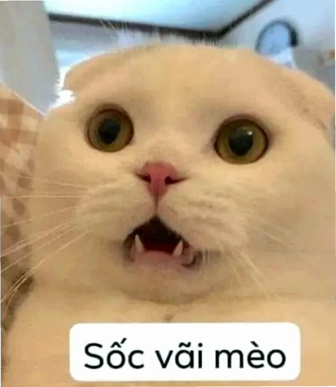 Mèo sốc, meme mèo thả tim với biểu cảm kinh ngạc
