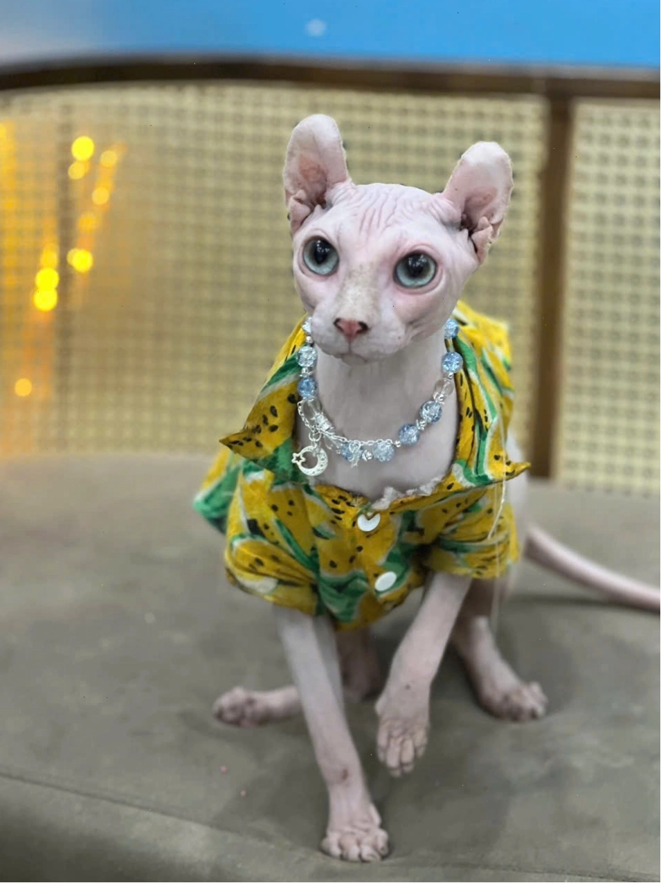 Mèo Sphynx chơi đùa
