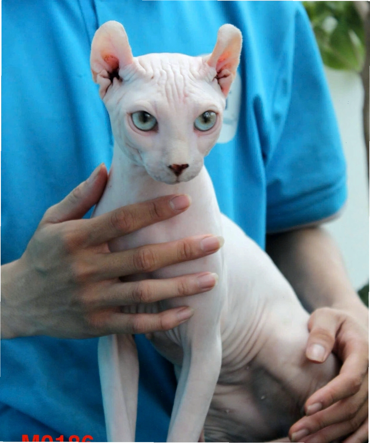 Mèo Sphynx con 3 tháng tuổi
