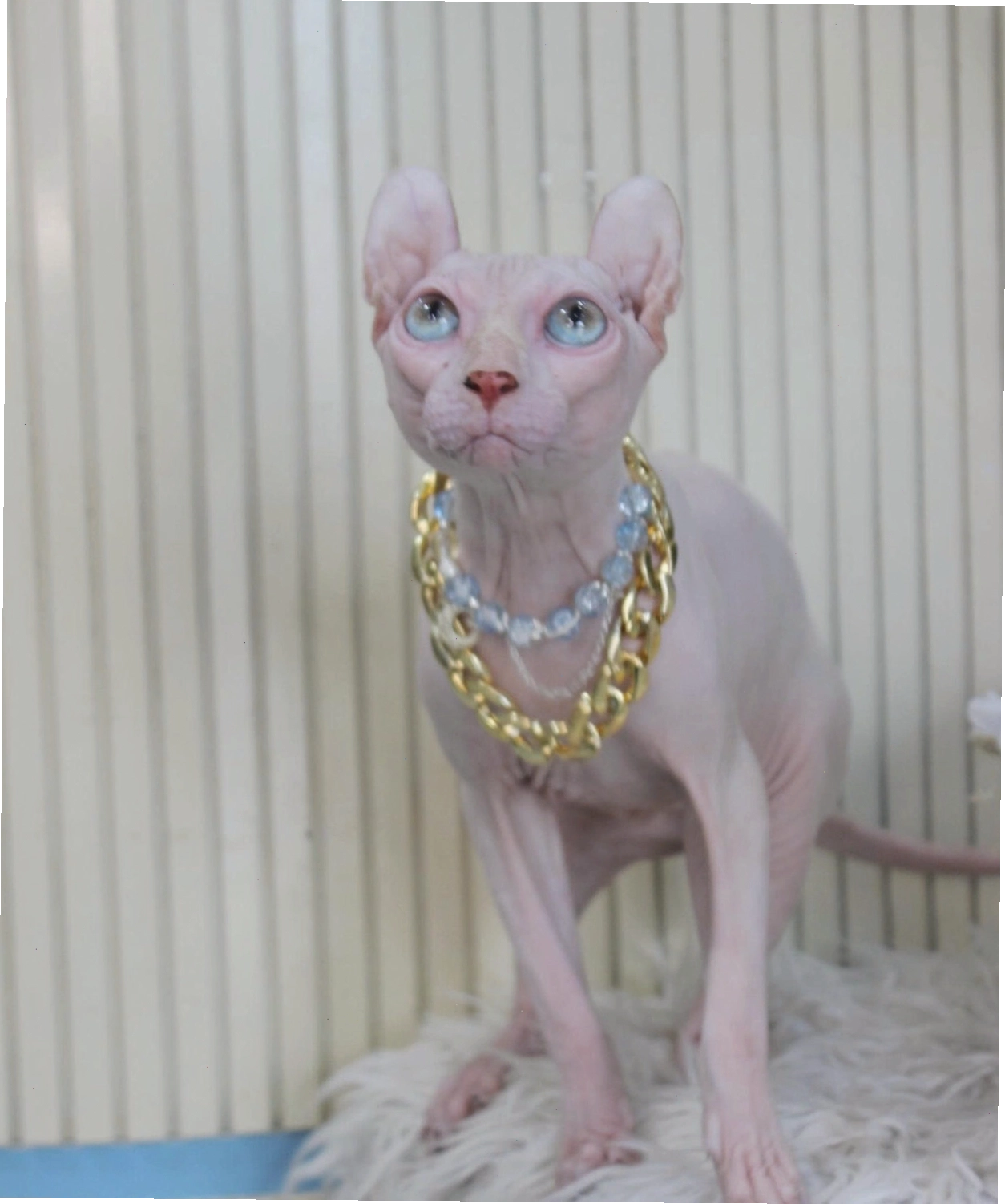 Mèo Sphynx dáng chuẩn