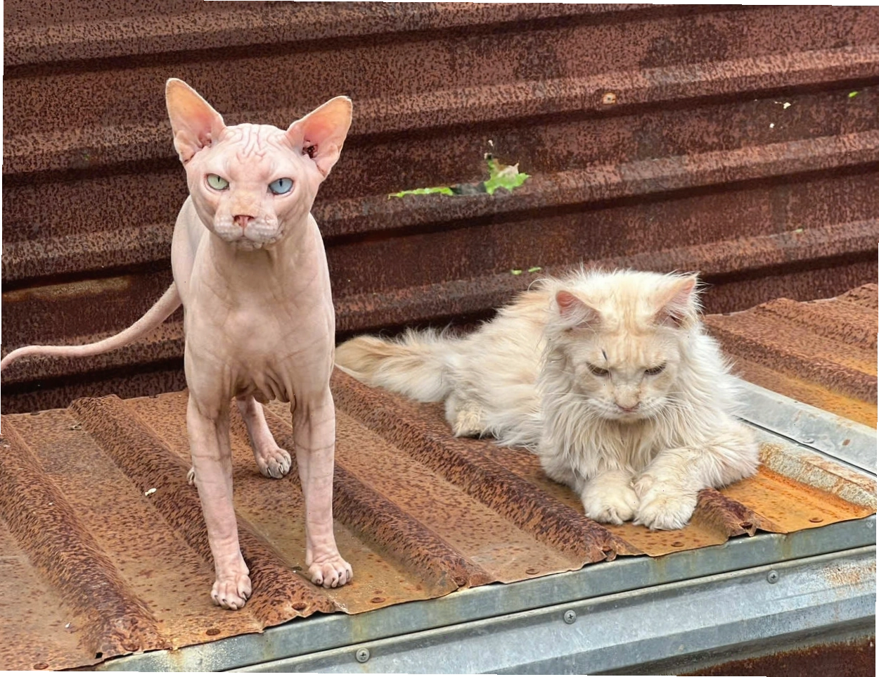 Mèo Sphynx không lông thuần chủng